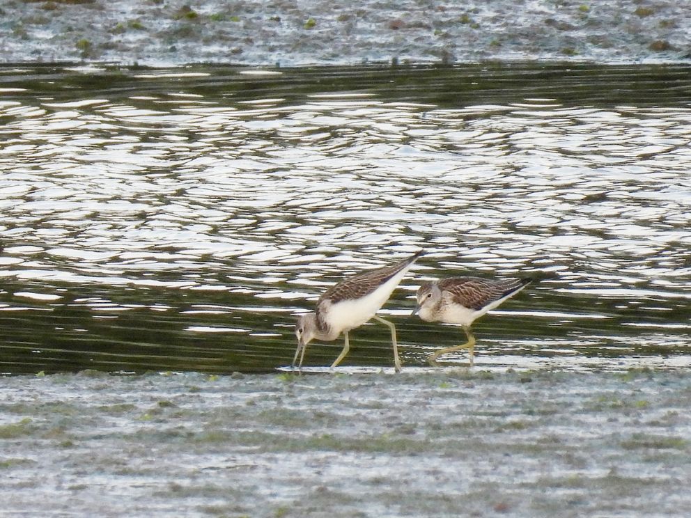 Greenshank