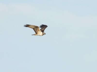 Osprey