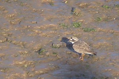 Ringed Plover