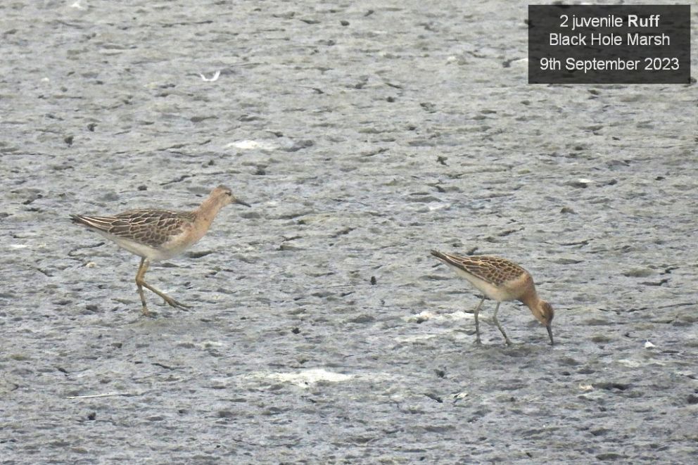 2 juvenile Ruff