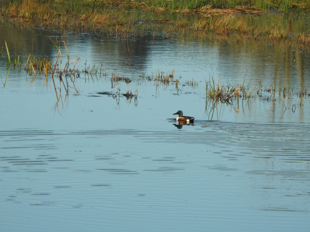 Shoveler (drake)