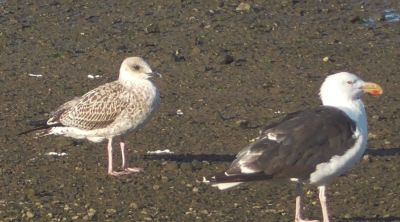 Yellow-legged Gull (juvenile)