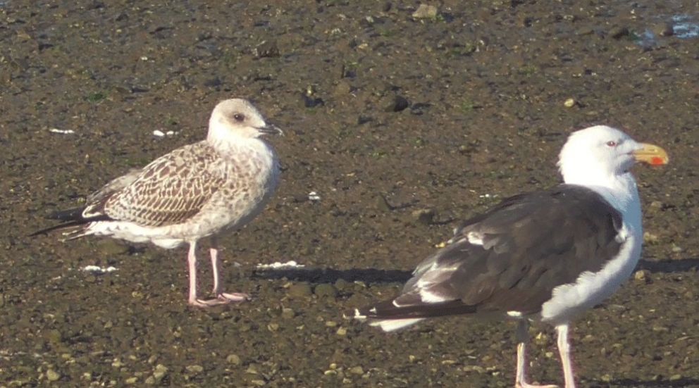 Yellow-legged Gull (juvenile)